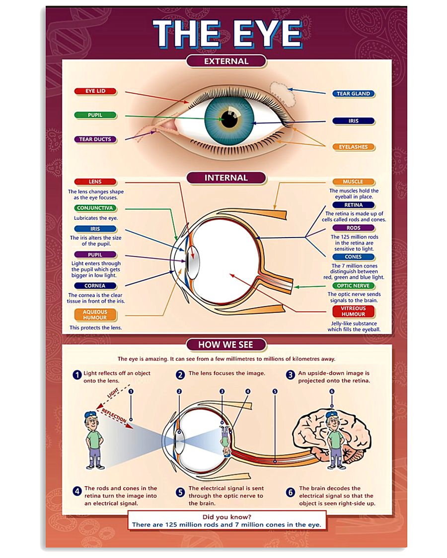 the eye 24x36 Poster