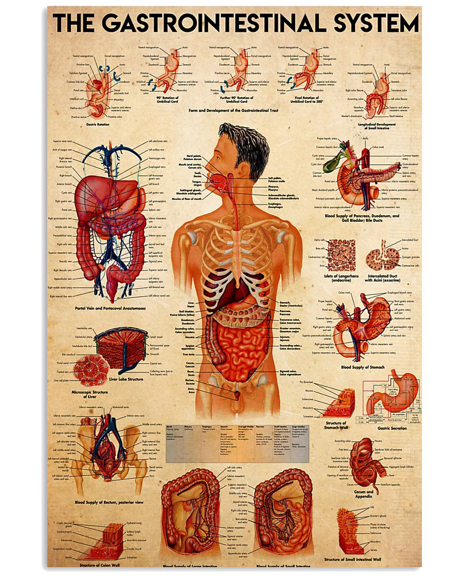 anatomy the gastrointestinal system 24x36 Poster