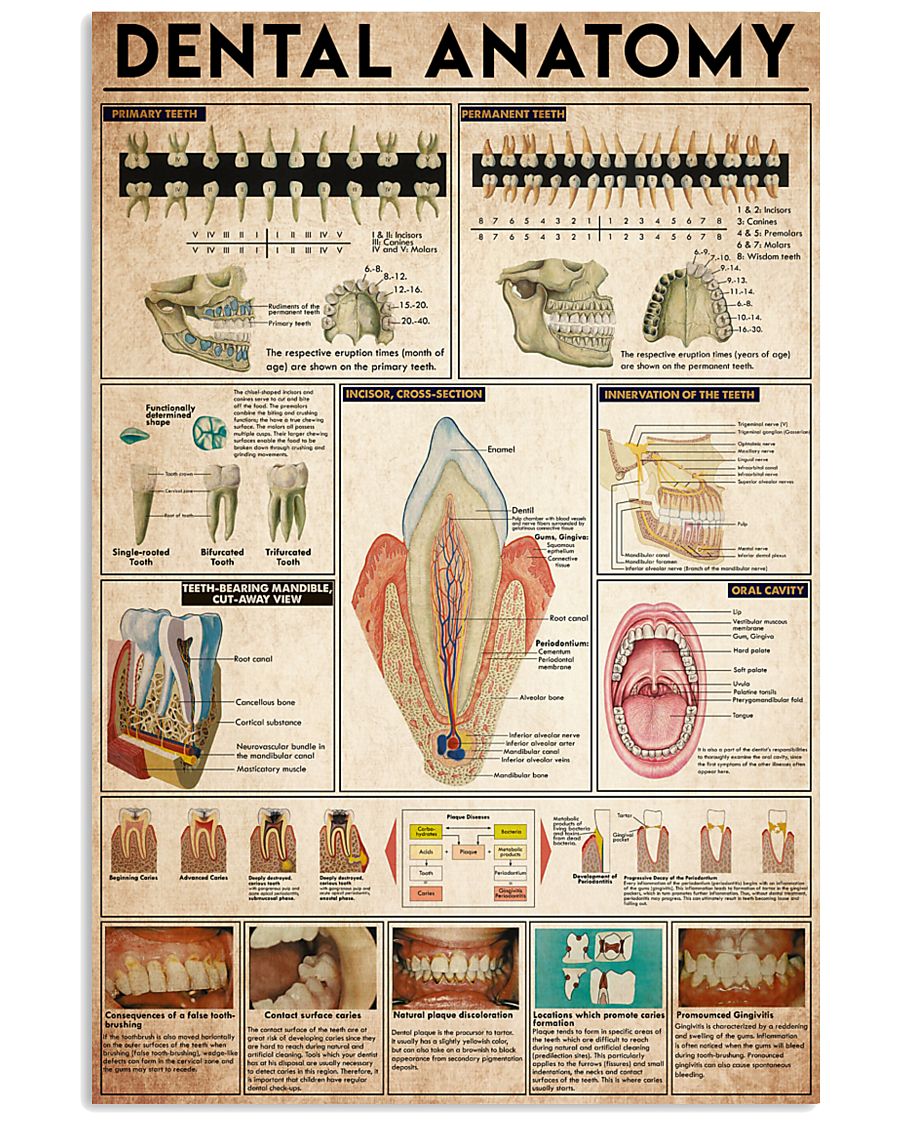 dental anatomy 2 24x36 Poster