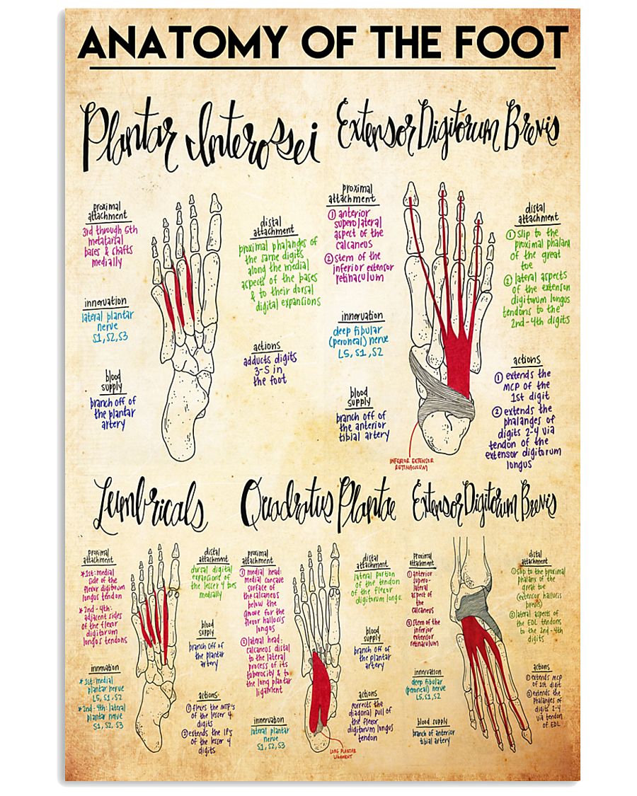 foot anatomy doodle 24x36 Poster
