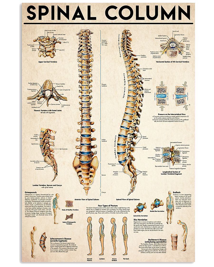 Spinal Column 24x36 Poster