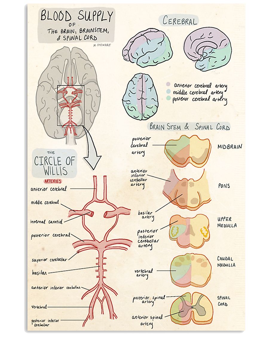 neurology brain doodle 11x17 Poster