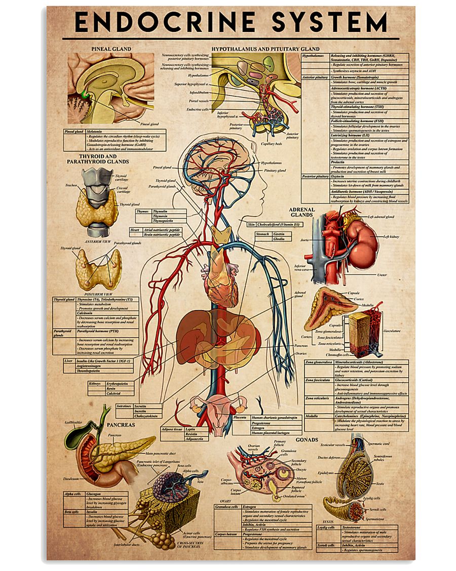 endocrine-system-antm 24x36 Poster