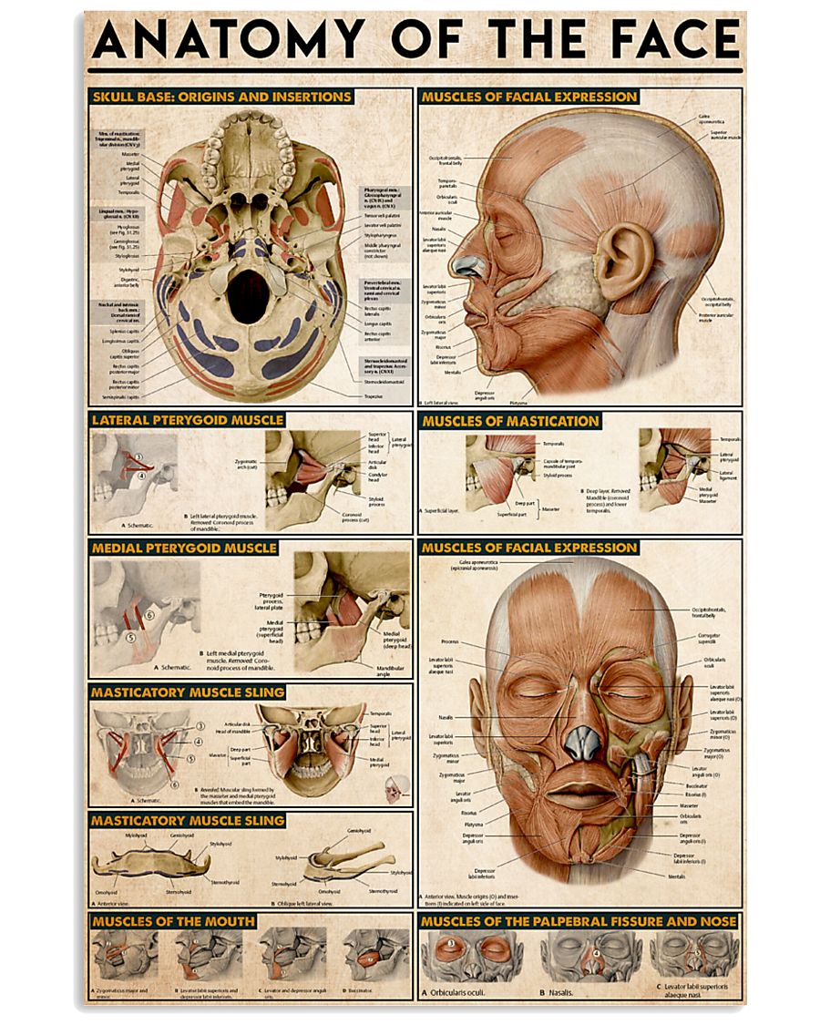 anatomy-face 11x17 Poster
