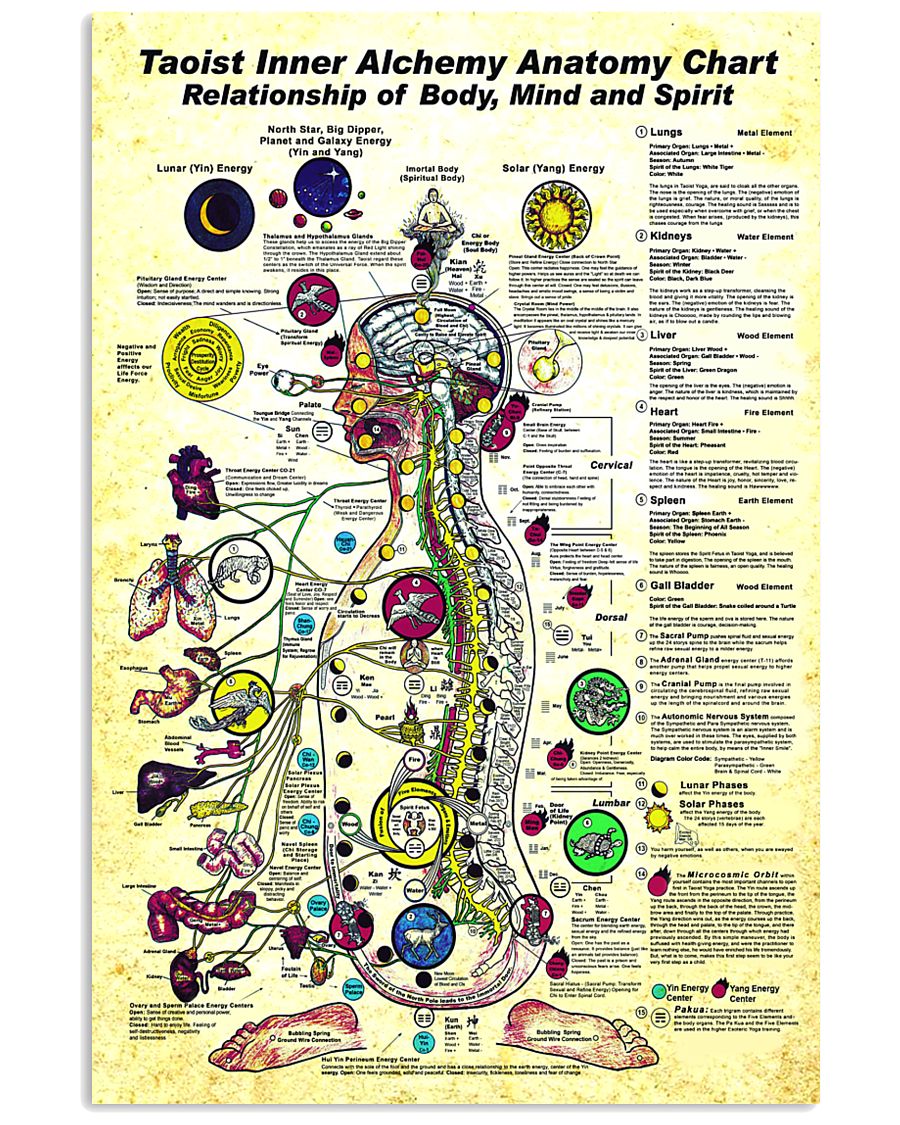 taoist anatomy 24x36 Poster