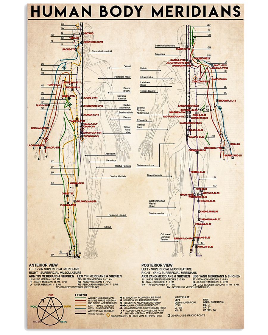 human meridians 24x36 Poster