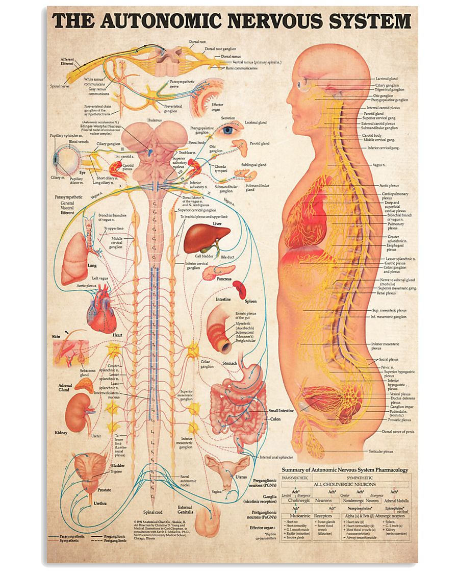 nervous system 24x36 Poster