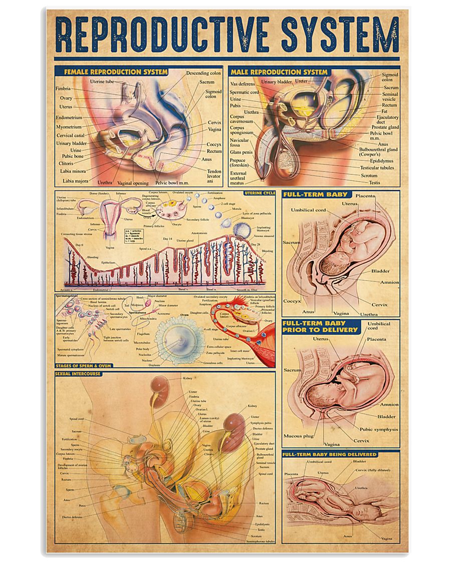 Reproductive-System 11x17 Poster