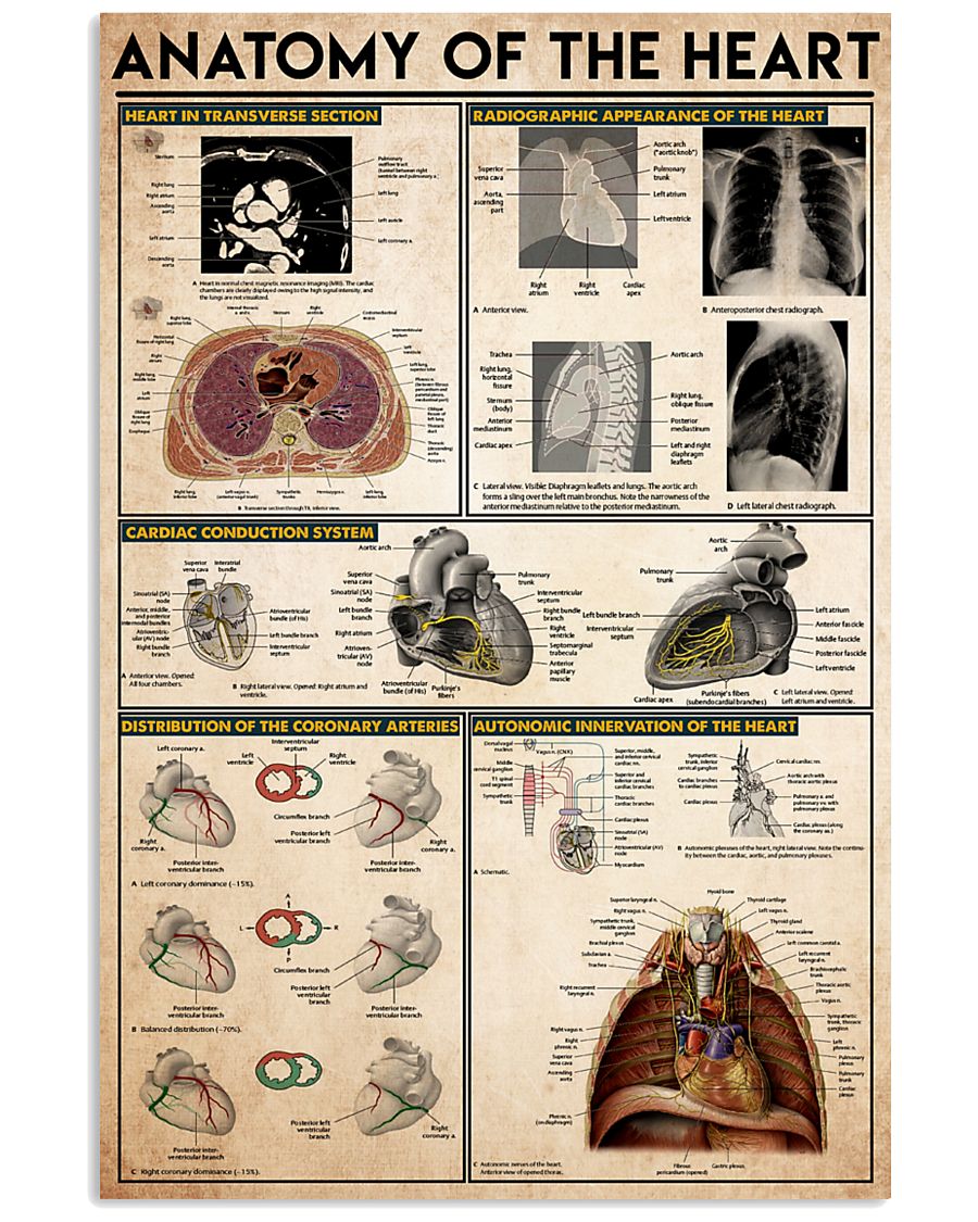 heart-anatomy-knowledge 11x17 Poster