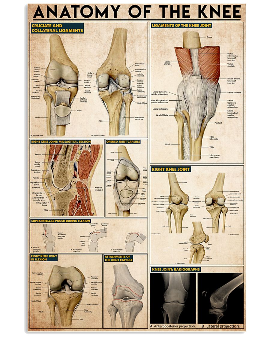 knee-anatomy 11x17 Poster