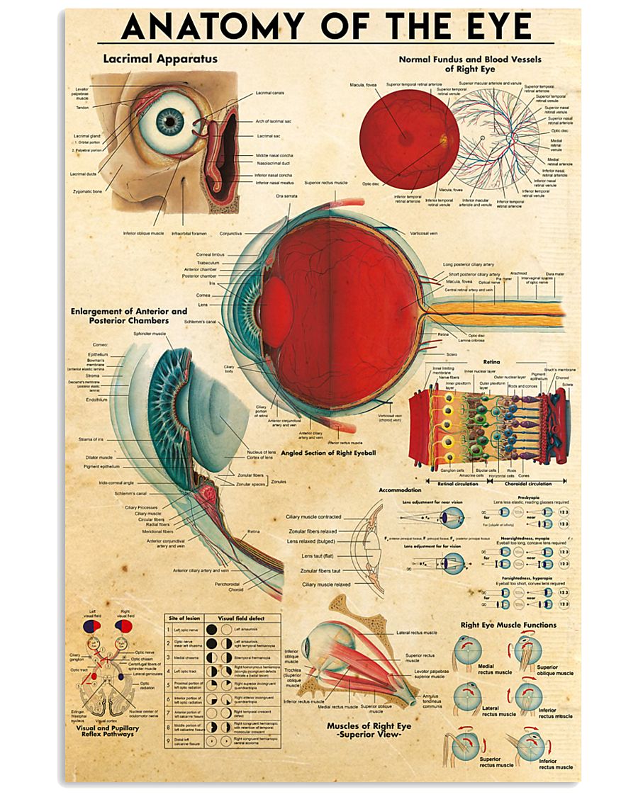 eye anatomy II 11x17 Poster