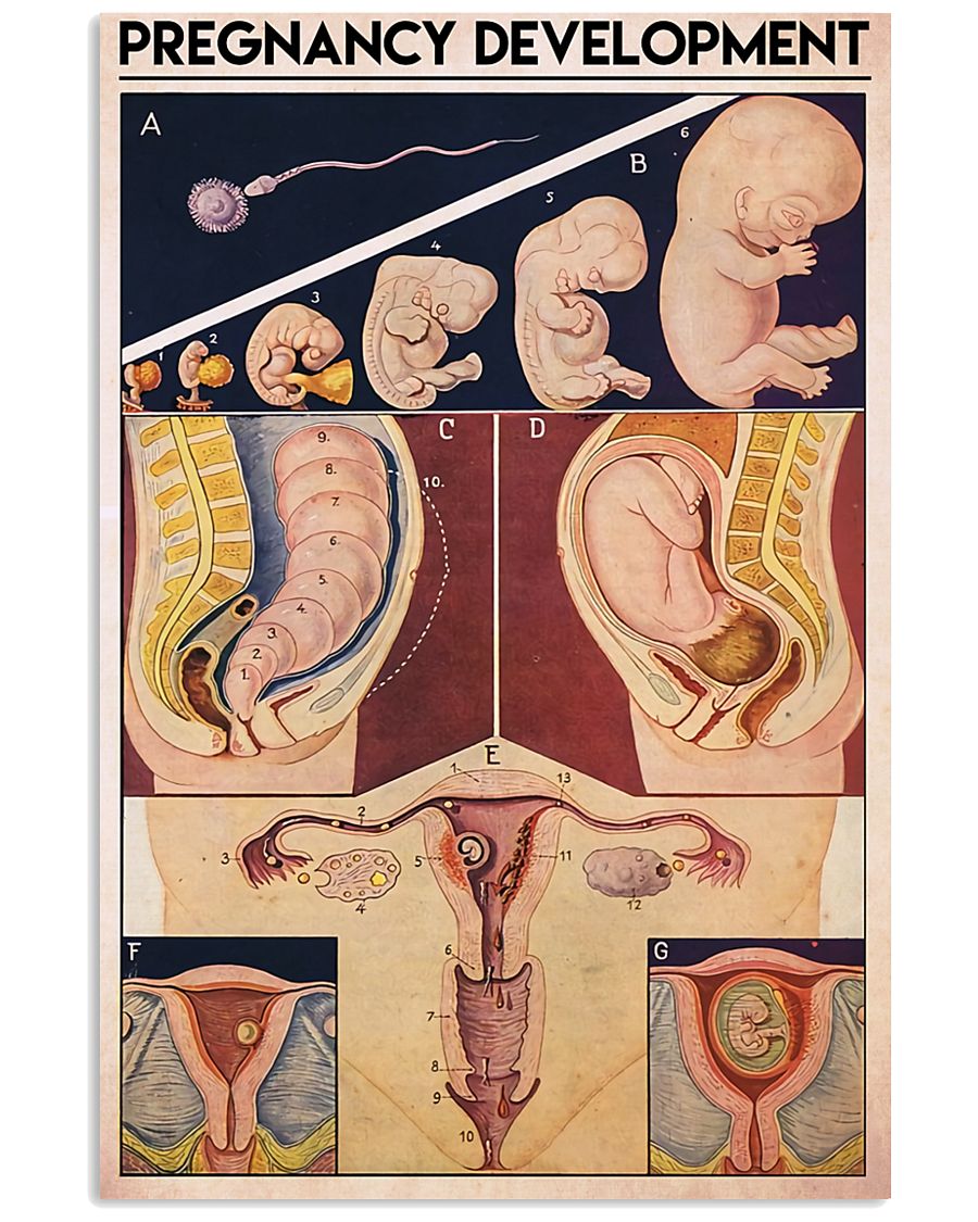 preg dev midwife 11x17 Poster