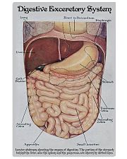 Digestive Exceretory System 24x36 Poster front