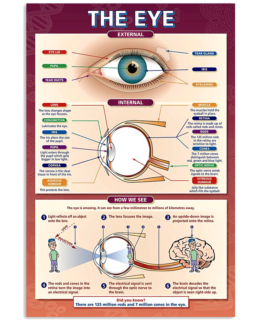 the eye 24x36 Poster