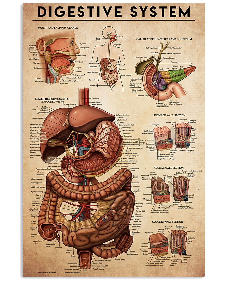 digestive-antm 24x36 Poster
