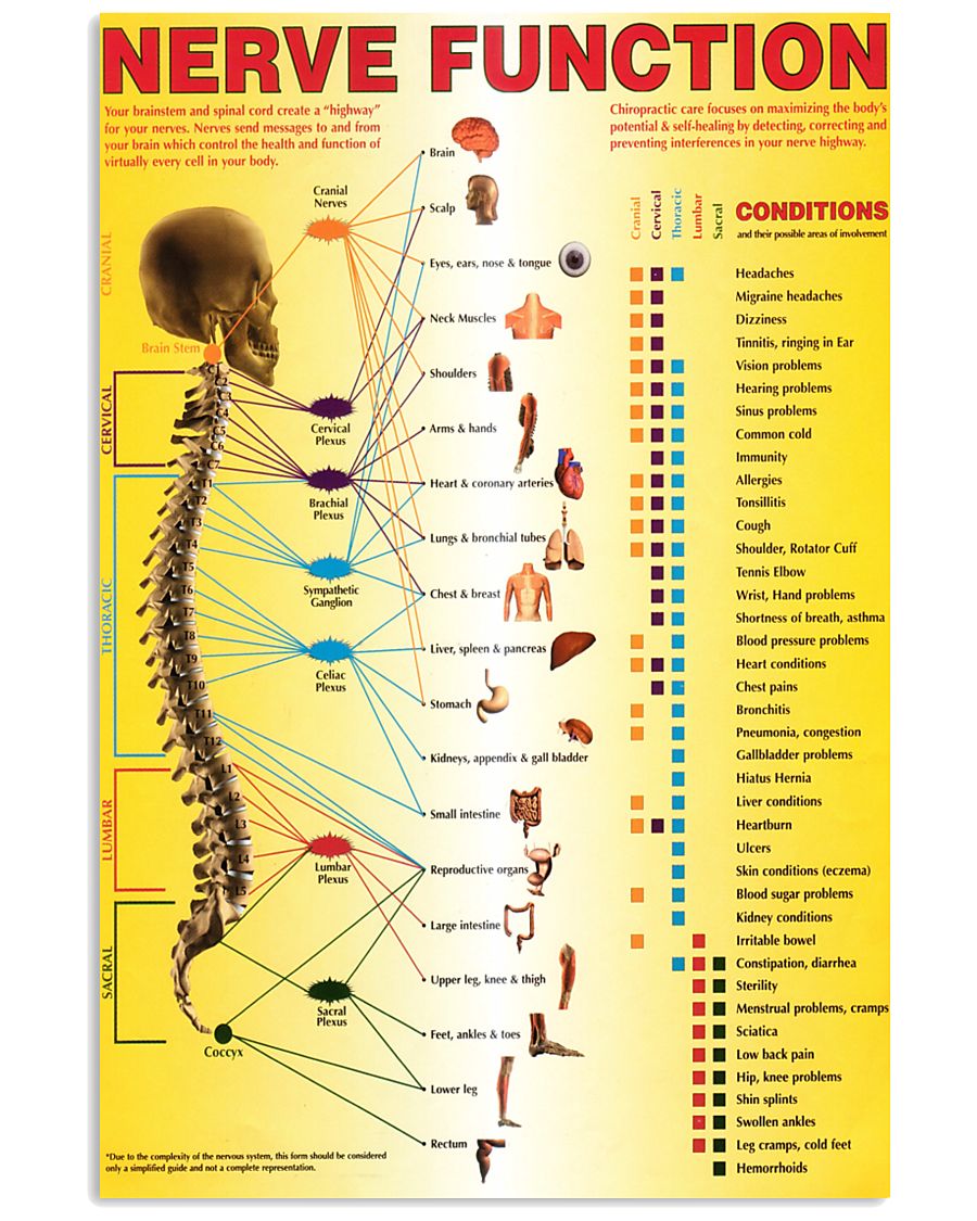 spinal nerves function chart 24x36 Poster