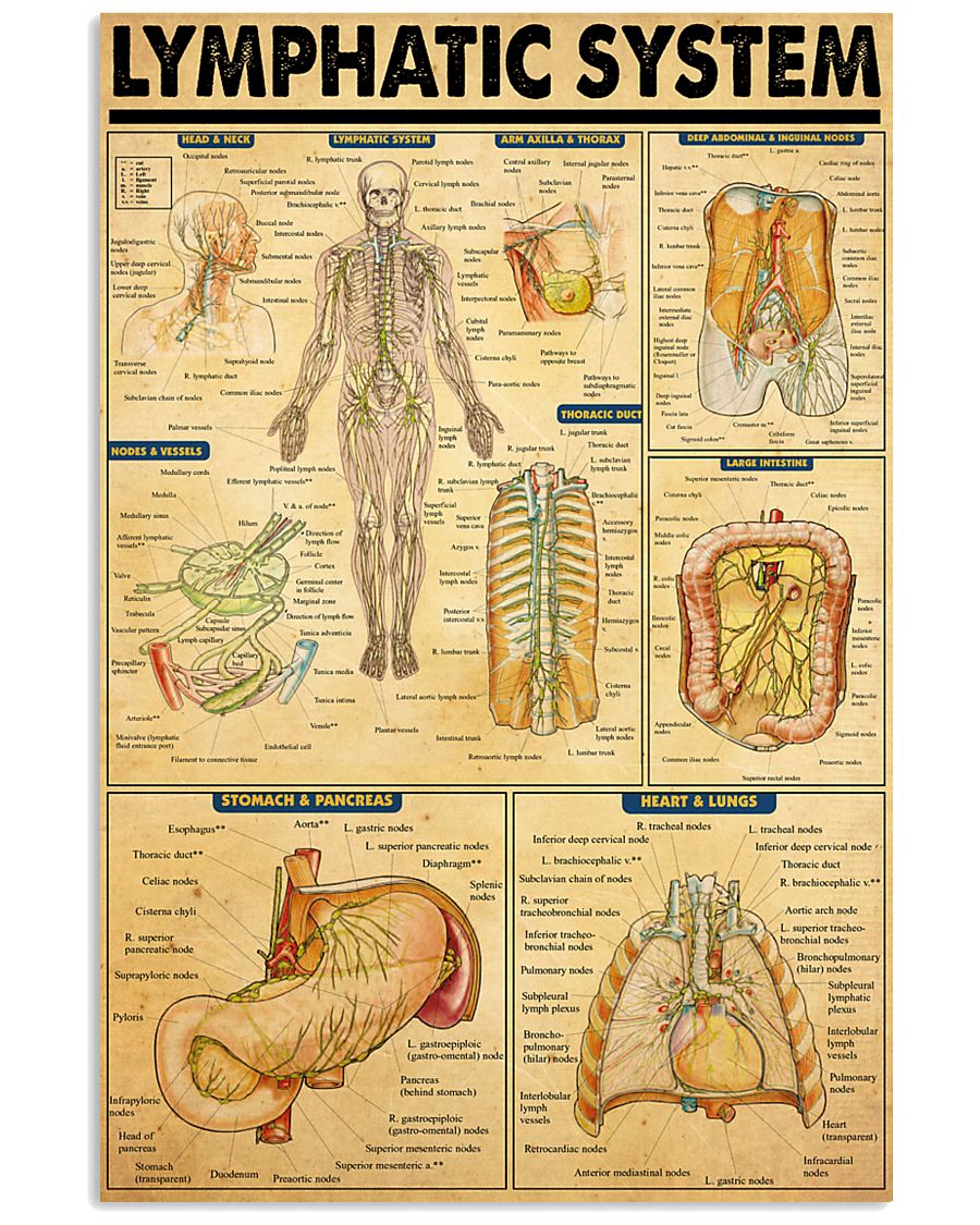lymphatic-system 11x17 Poster