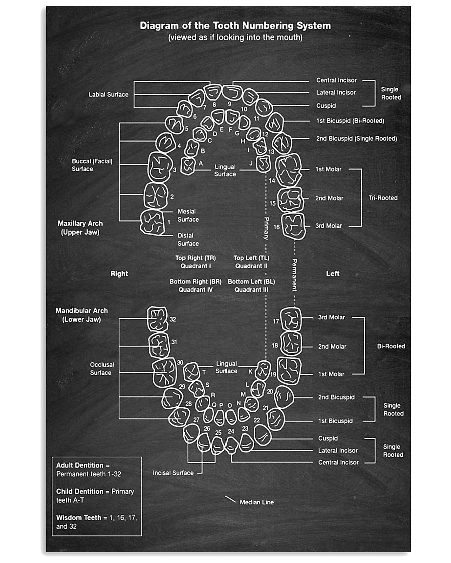 tooth numbering 24x36 Poster