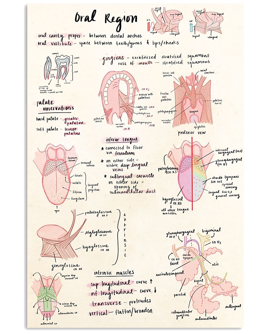 oral region 11x17 Poster