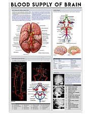 blood supply of brain 11x17 Poster front