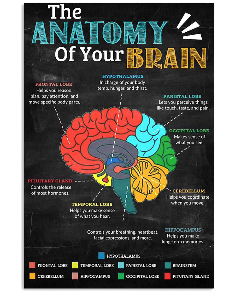 anatomy brain board 11x17 Poster