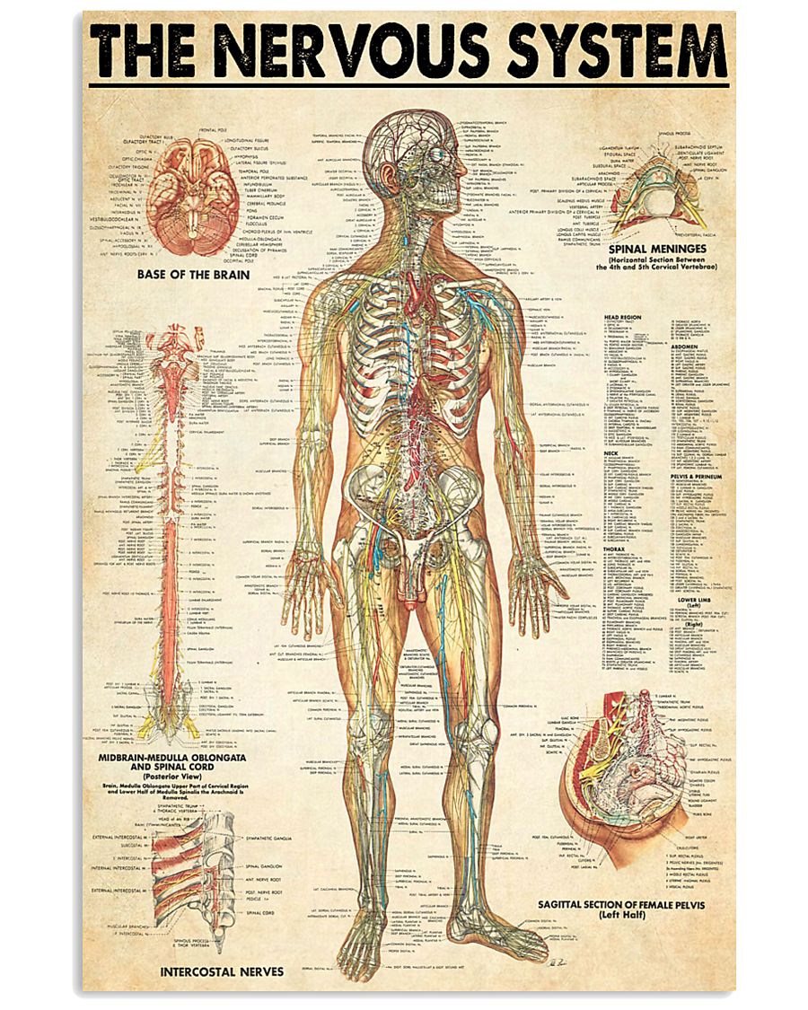 neurologist the nervous system 24x36 Poster