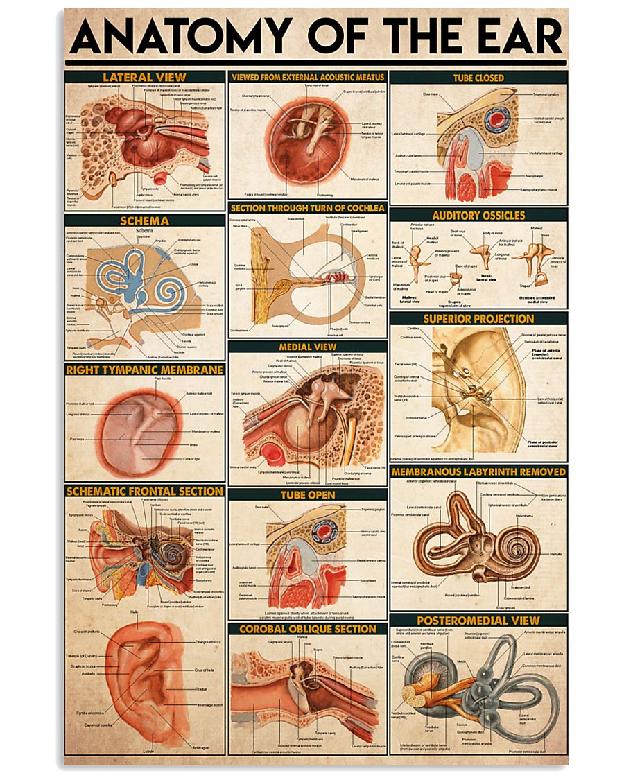 anatomy ear 11x17 Poster