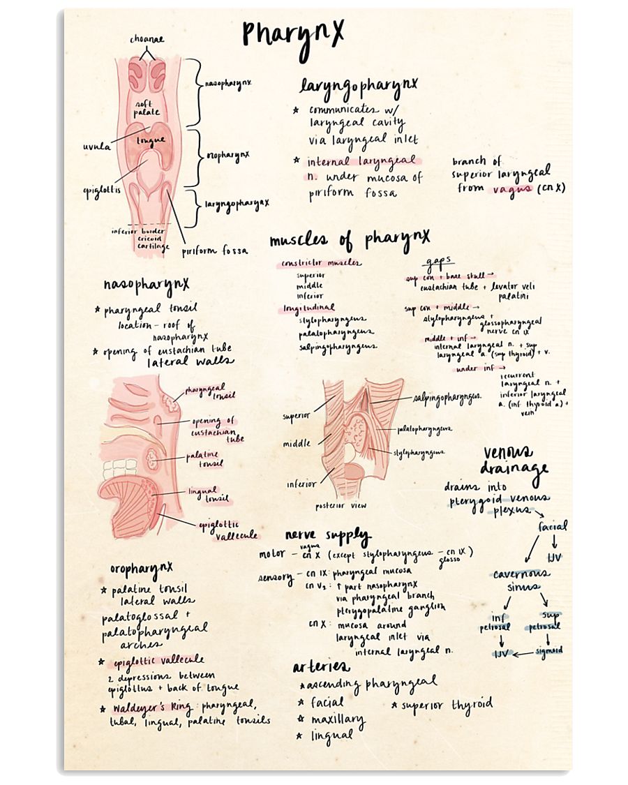 pharynx doodle 11x17 Poster