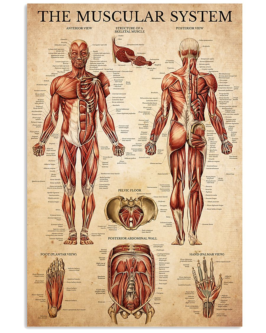 Muscular-System 11x17 Poster
