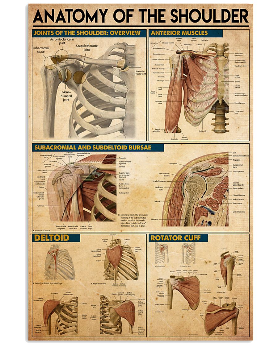 shoulder-anatomy 11x17 Poster