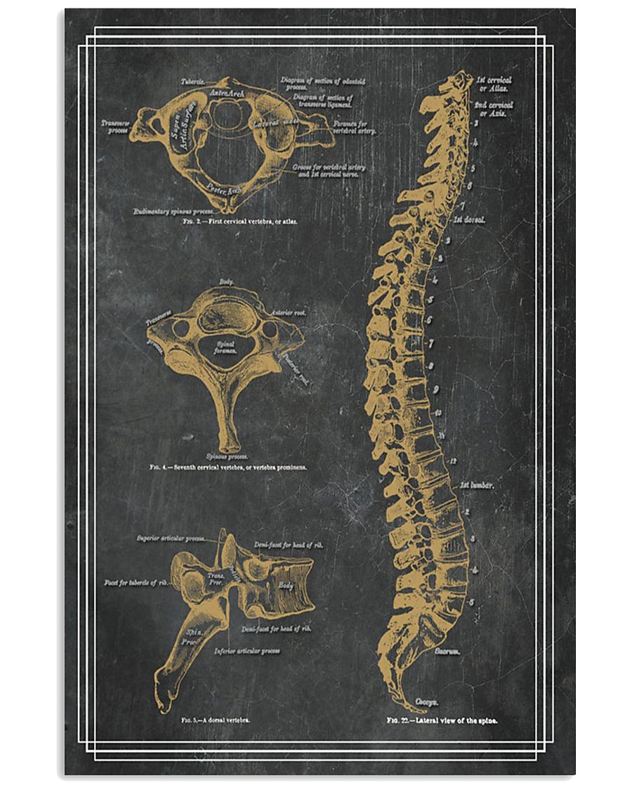 anatomy black board 7 11x17 Poster