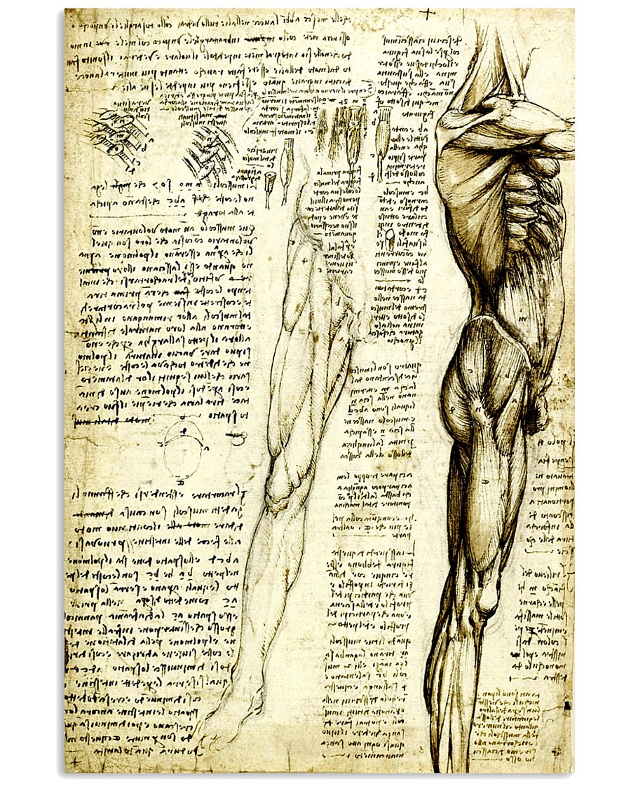 davinci-leg-muscle-II 11x17 Poster