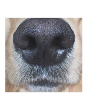 Cute Golden Retriever Nose Cloth face mask aos-face-mask-coverlet-lifestyle-front-02