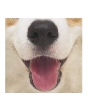 Cute Smiling Corgi Cloth face mask aos-face-mask-coverlet-lifestyle-front-02