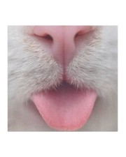 Cute Cat Stuck out tongue Cloth face mask aos-face-mask-coverlet-lifestyle-front-02