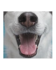 Cute Smiling Husky Cloth face mask aos-face-mask-coverlet-lifestyle-front-02