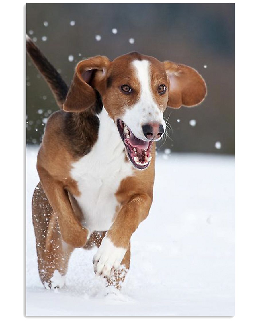 Beautiful Dog 11x17 Poster