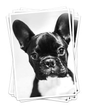 FRENCH BULLDOG 6 Sticker - 6 pack (Vertical) front